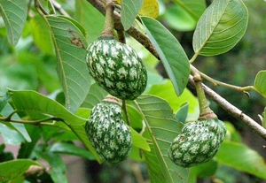 آنونا سِنِگالنسیس - معرفی درختان میوه